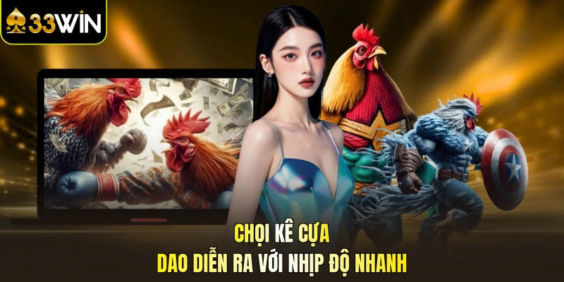 Chọi kê cựa dao diễn ra với nhịp độ nhanh